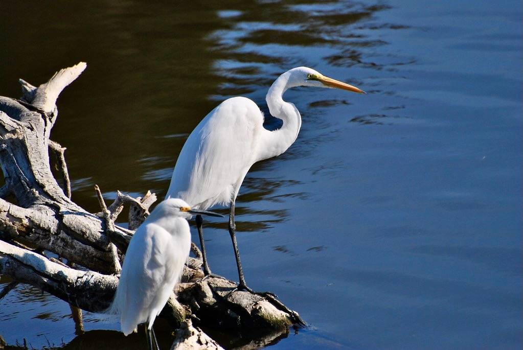 Snowy Egret / Great Egret by dave and rose is licensed under CC BY 2.0.